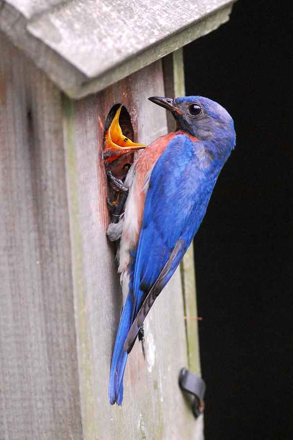 Bluebird Photograph - Eastern Bluebird and Chick by Alan Lenk