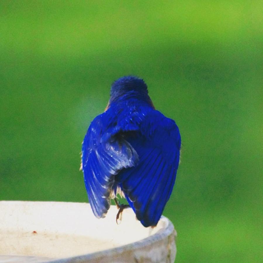 Nature Photograph - Eastern Bluebird. #birds #birding by Hermes Fine Art