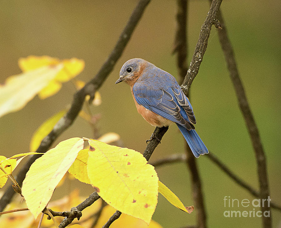 Eastern Bluebird Photograph by Dennis Hammer