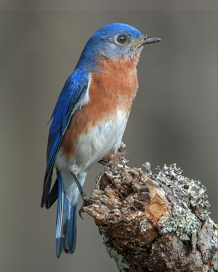 Eastern Bluebird DSB0299 Photograph by Gerry Gantt