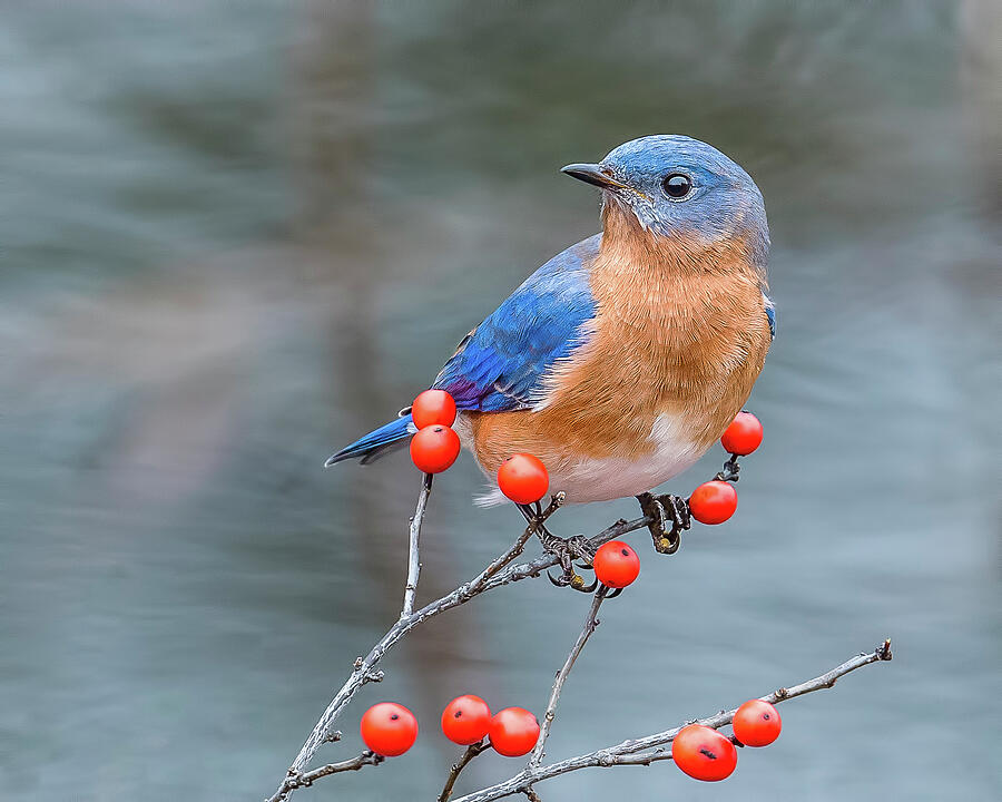 Eastern Bluebird Eating Berries Morris Finkelstein 
