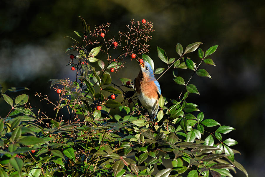 Eastern Bluebird Eating Holly Berry 122520151054 Photograph