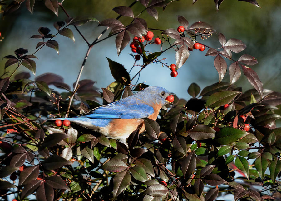 Eastern Bluebird Eating Holly Berry 122520151107 Photograph