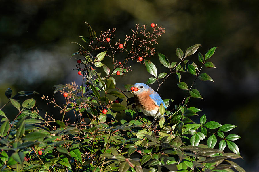 Bird Photograph - Eastern Bluebird Eating Two Berries At Once 122520151092 by WildBird Photographs