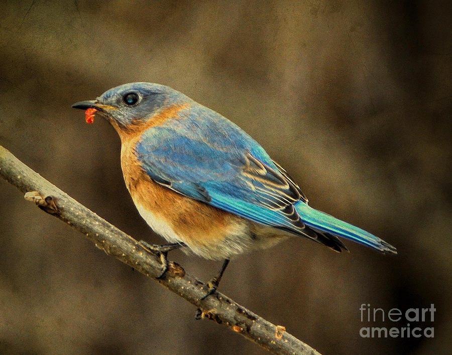 Eastern Bluebird Photograph by Elizabeth Winter