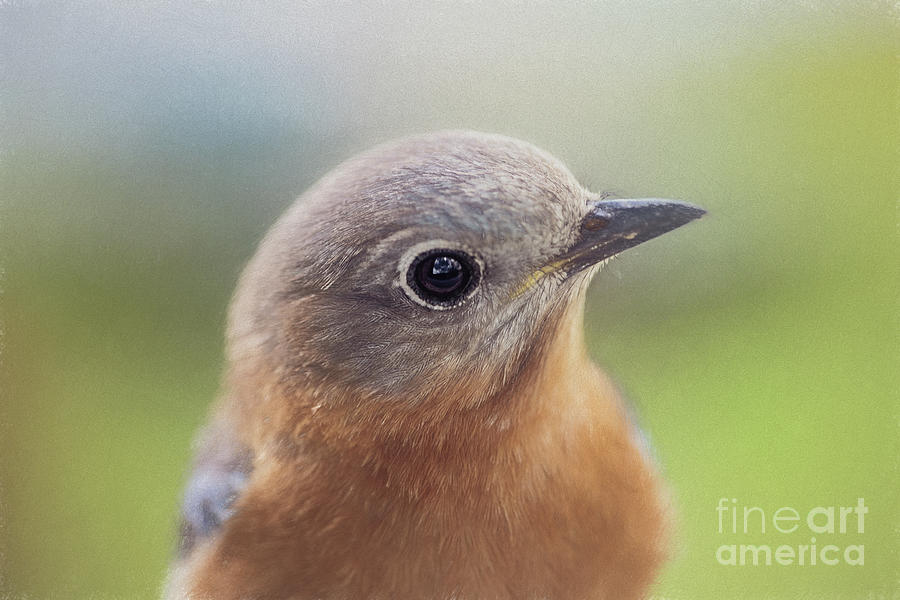 Eastern Bluebird Female - digital pencil Photograph by Scott Pellegrin