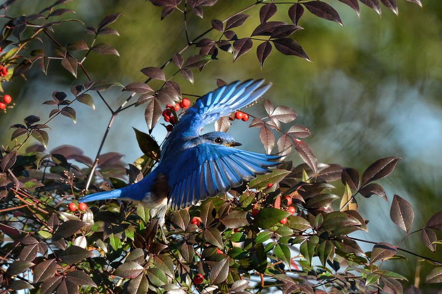 Eastern Bluebird Flying Out Of Berry Bush 122520151120 Photograph