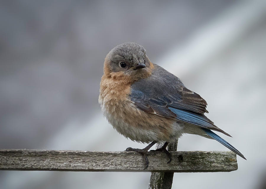 Eastern Bluebird Glance Photograph by Jean Noren