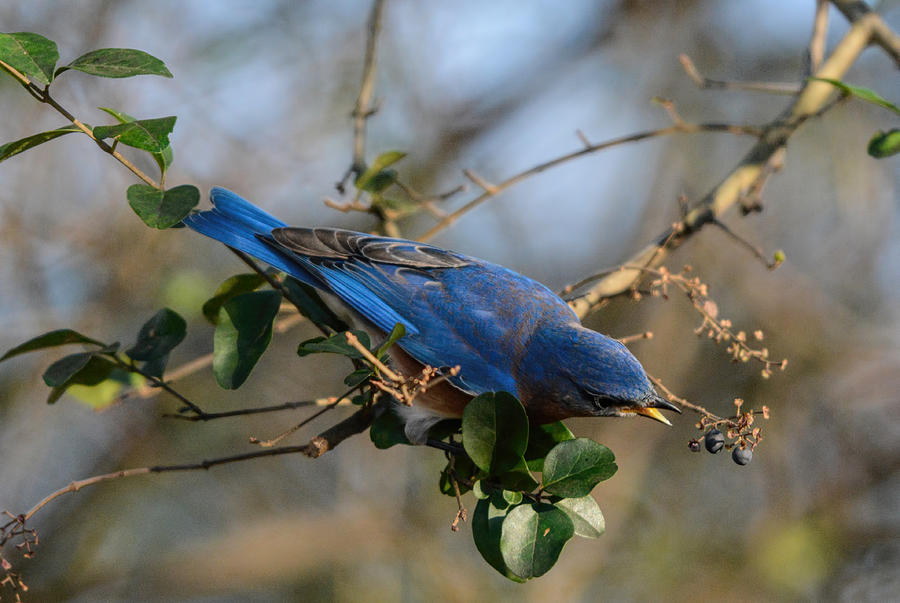 Eastern Bluebird Going After Berry 122520150928 Photograph