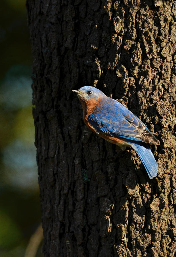 Eastern Bluebird Hanging On Tree 122520151012 Photograph