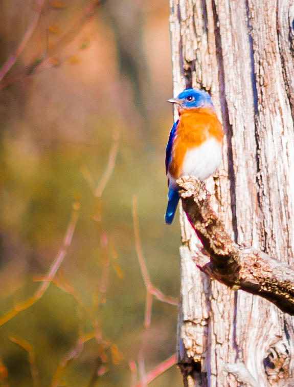 Eastern Bluebird Photograph by Heather Hubbard Eastern Bluebird Photograph by Heather Hubbard