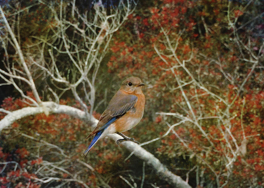 Eastern Bluebird in Colorful Brush Photograph by Carla Parris