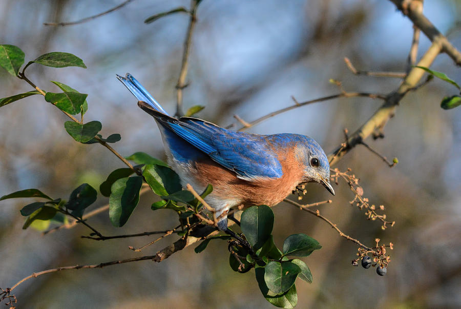 Eastern Bluebird In The Berry Bush 122520150902 Photograph