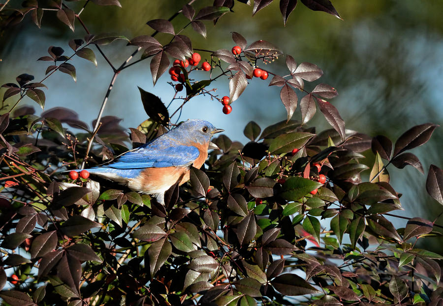 Eastern Bluebird In The Holly Berry Bush 122520151112 Photograph
