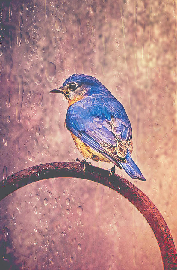 Eastern Bluebird In The Rain Photograph by Cynthia Wolfe