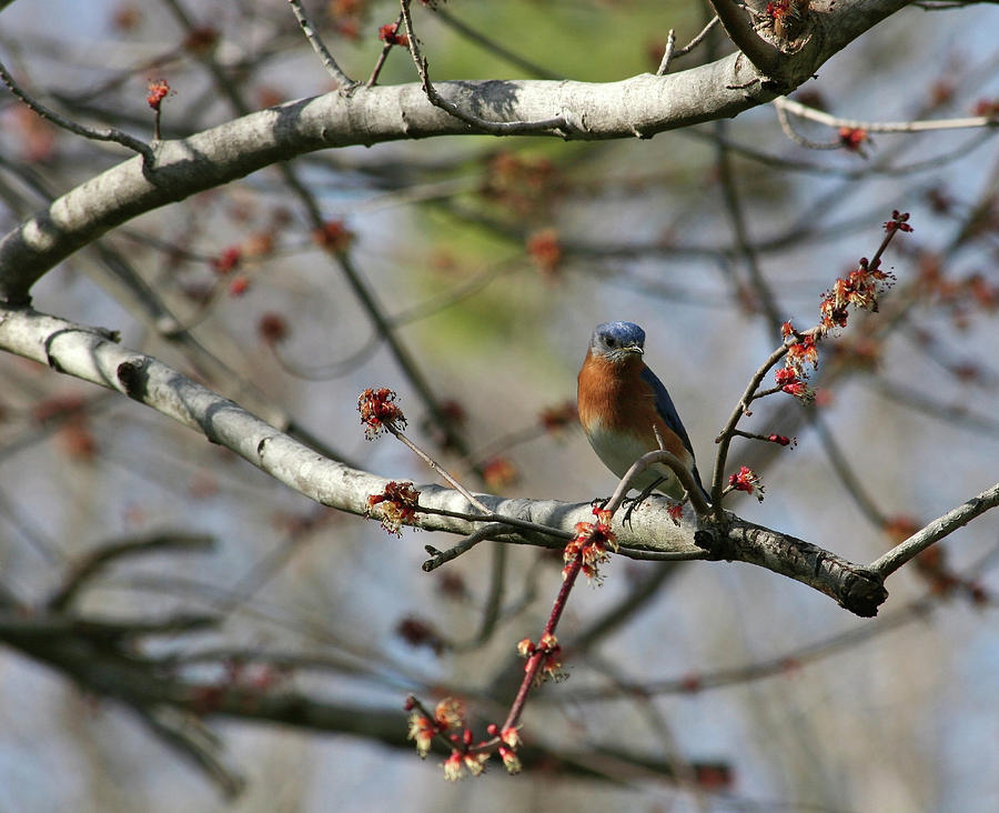 Eastern Bluebird Photograph by Jill Lang