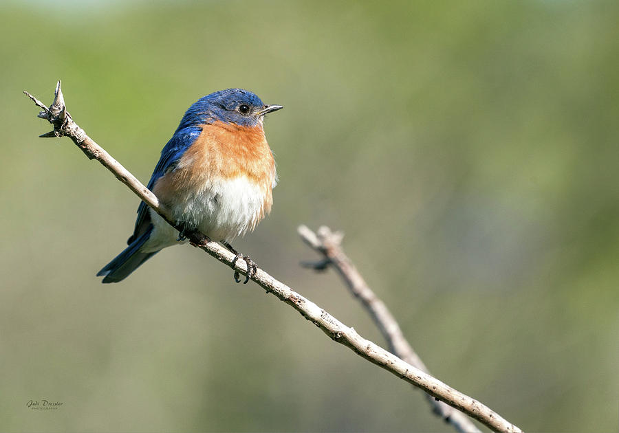 Eastern Bluebird Photograph by Judi Dressler