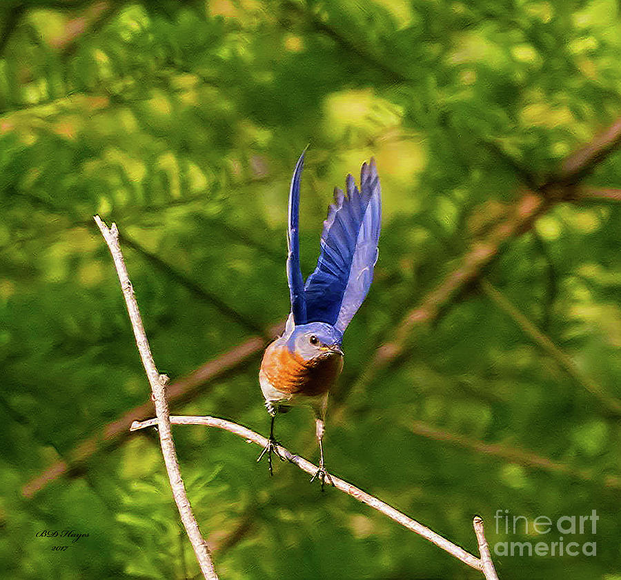 Eastern Bluebird - Lift Off Photograph by DB Hayes