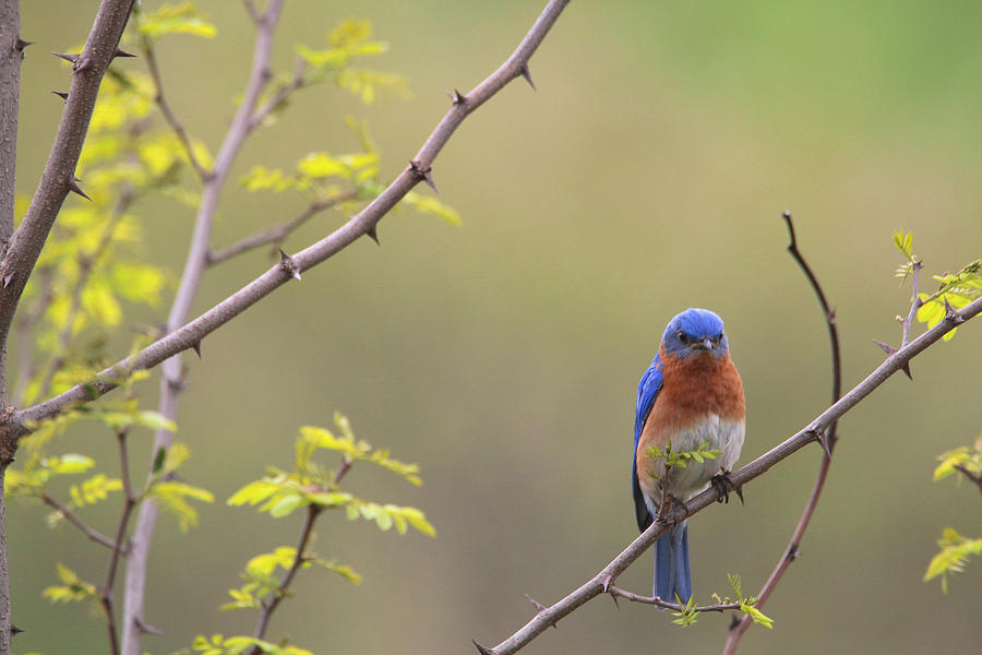 Eastern Bluebird Photograph by Living Color Photography Lorraine Lynch