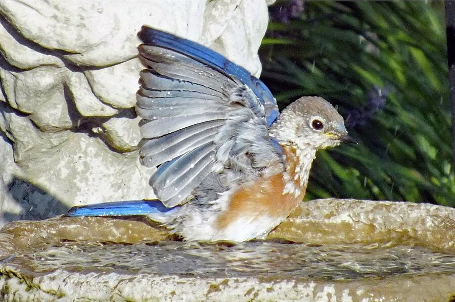 Eastern Bluebird - Male Photograph by Cindy Treger