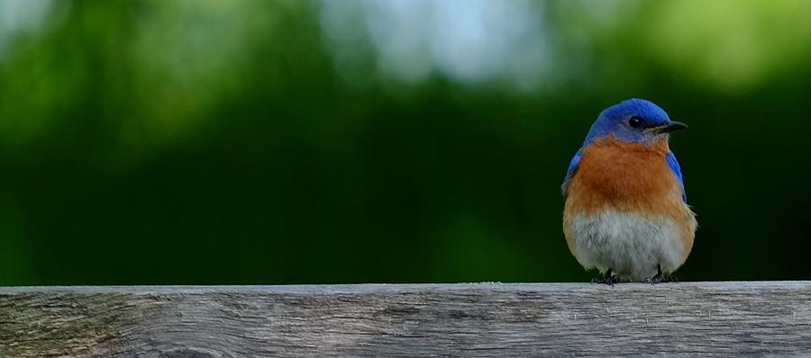 Eastern Bluebird - male by Peggy McDonald Eastern Bluebird - male by Peggy McDonald