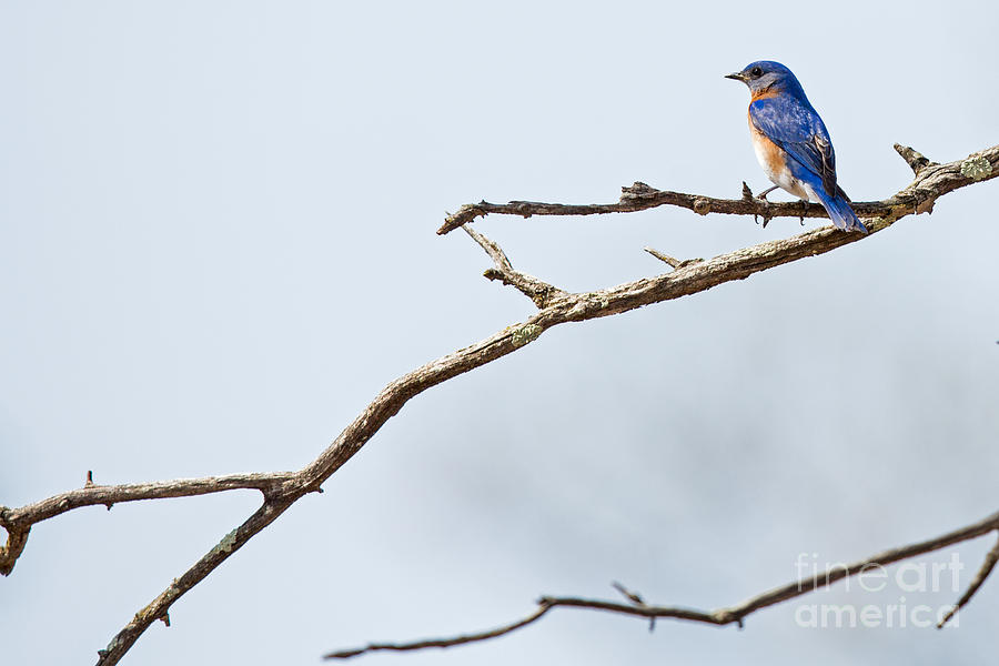 Eastern Bluebird Photograph By Natural Focal Point Photography | Fine ...