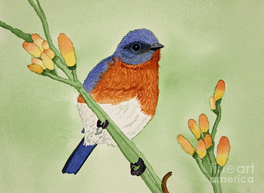 Eastern Bluebird Painting by Norma Appleton
