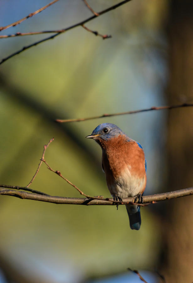 Eastern Bluebird On A Branch 122520150527 Photograph