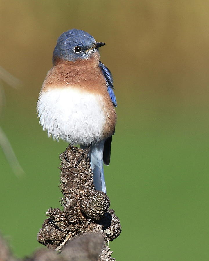 Eastern Bluebird On A Pine Photograph