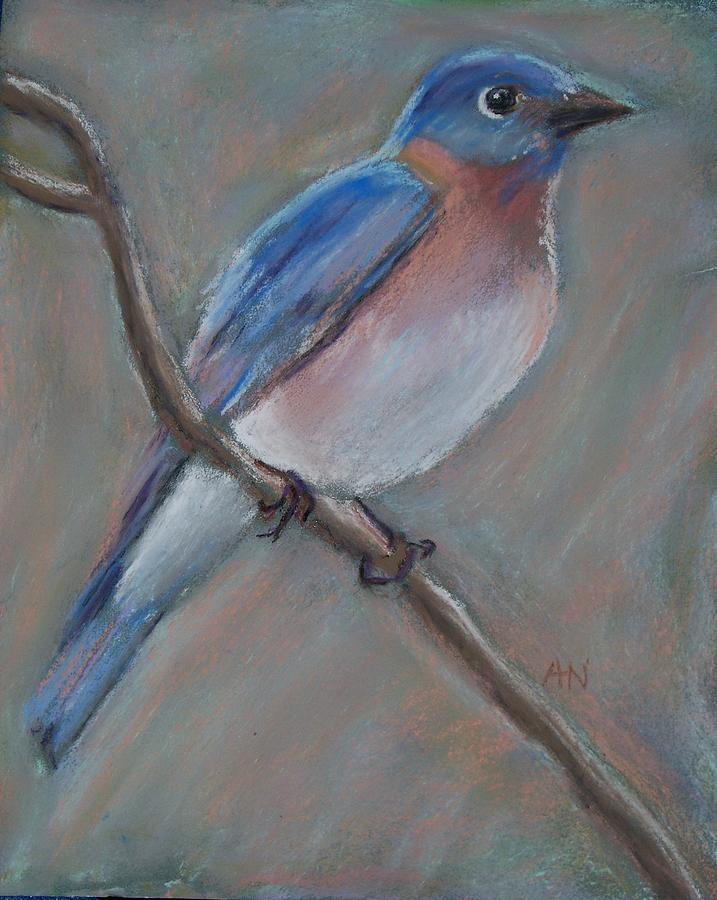 Eastern bluebird on twig Drawing by Abbe Nelson Fine Art America