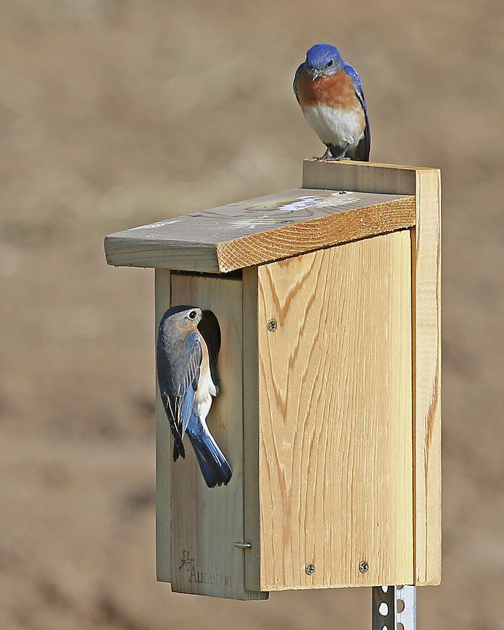 Eastern Bluebird Pair Photograph by Mike Dickie - Fine Art America