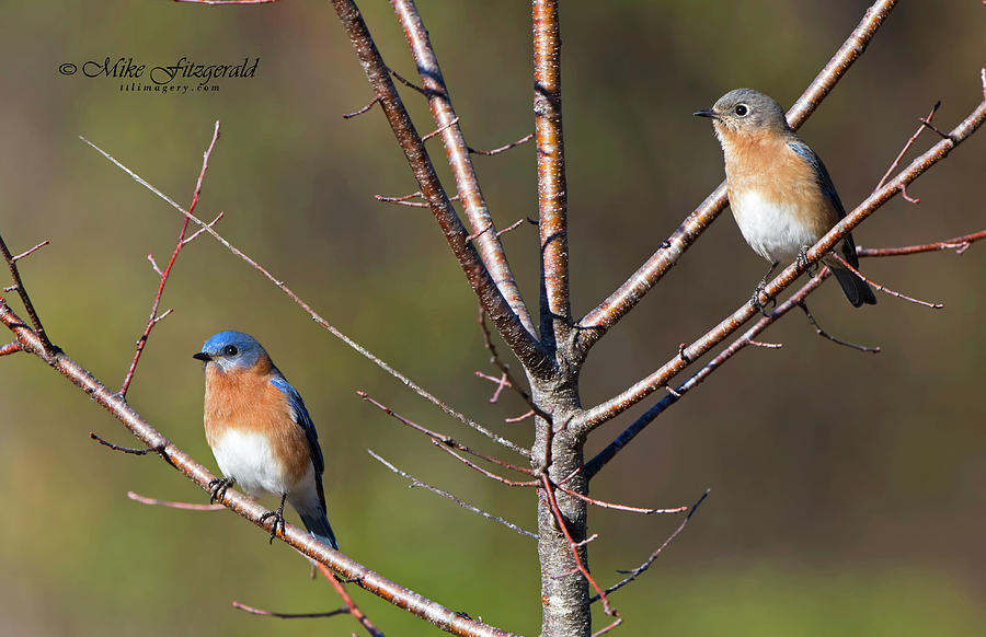 Eastern Bluebird Pair Photograph by Mike Fitzgerald