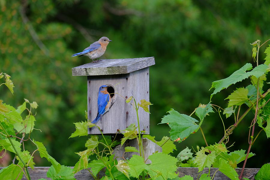 Eastern Bluebird Pair Photograph by Peggy McDonald - Fine Art America