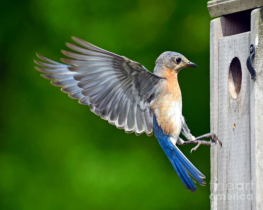 Eastern Bluebird - Papa Photograph by Sue Stefanowicz