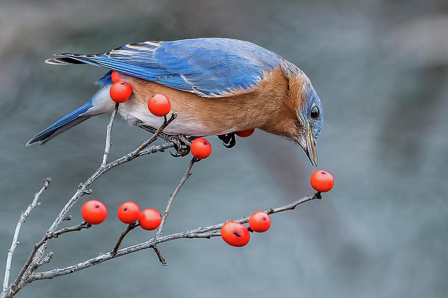Bluebird Photograph - Eastern Bluebird Perched by Morris Finkelstein