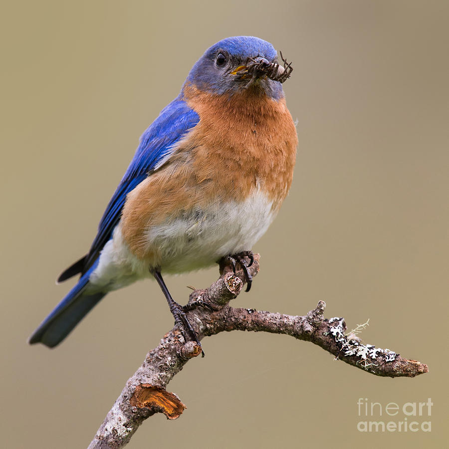 Eastern Bluebird Perrched with Spider Photograph by Jerry Fornarotto