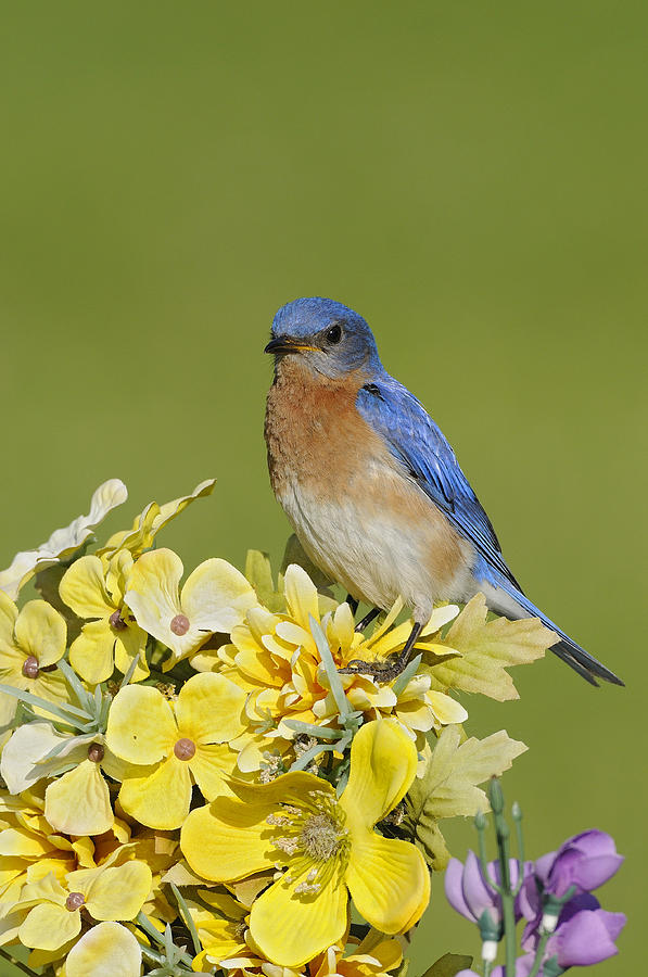Wildlife Photograph - Eastern Bluebird by Philippe Francis