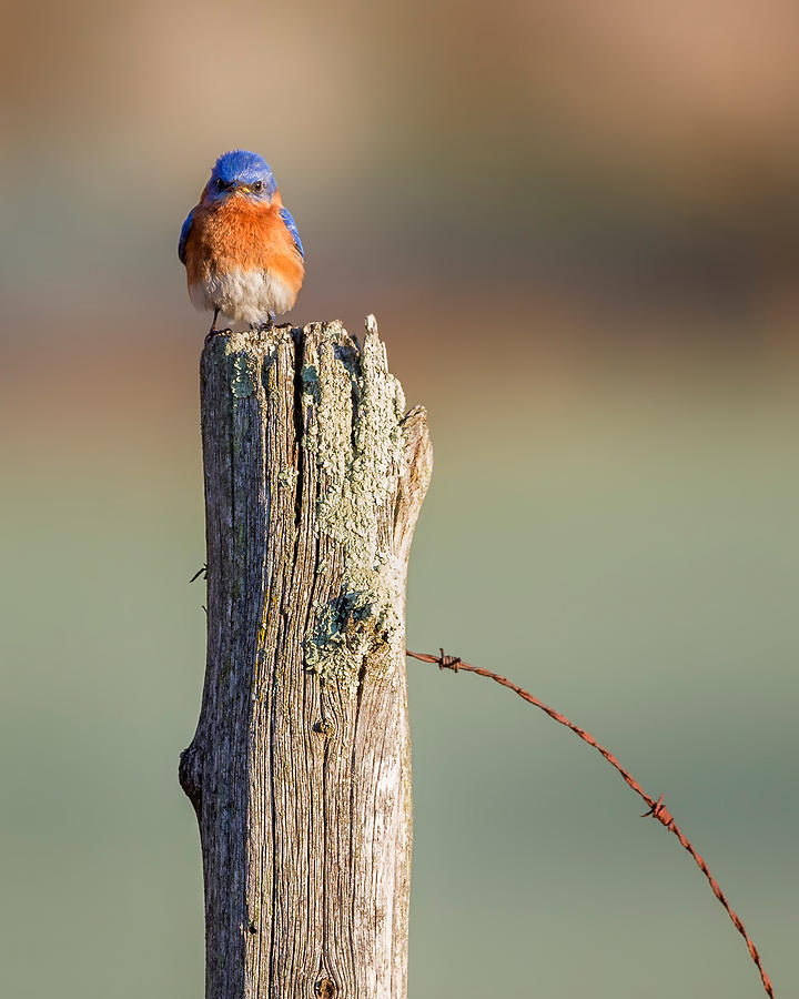 Eastern Bluebird Portrait Photograph by Bill Wakeley