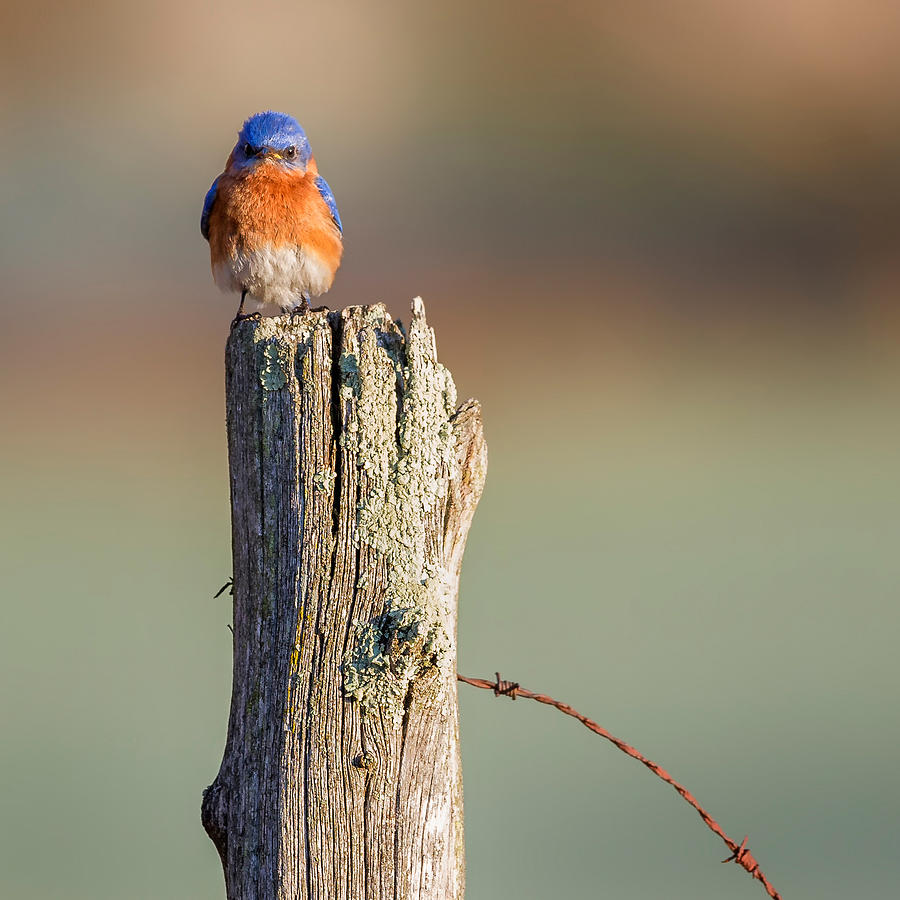 Eastern Bluebird Portrait Square Photograph by Bill Wakeley