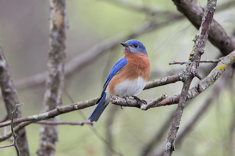 Eastern Bluebird Photograph by Ronnie Maum