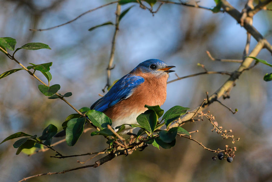 Eastern Bluebird Singing 122520150889 Photograph