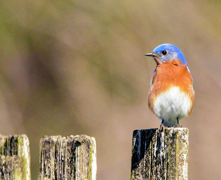 Eastern Bluebird Photograph by Sumoflam Photography