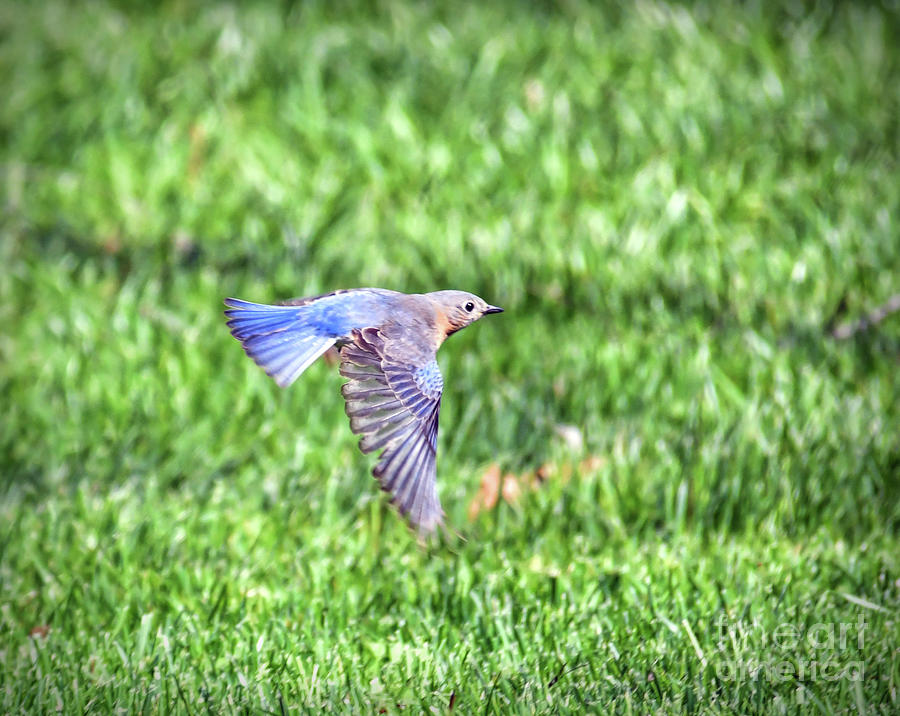 Eastern Bluebird Takes Flight Photograph by Kerri Farley