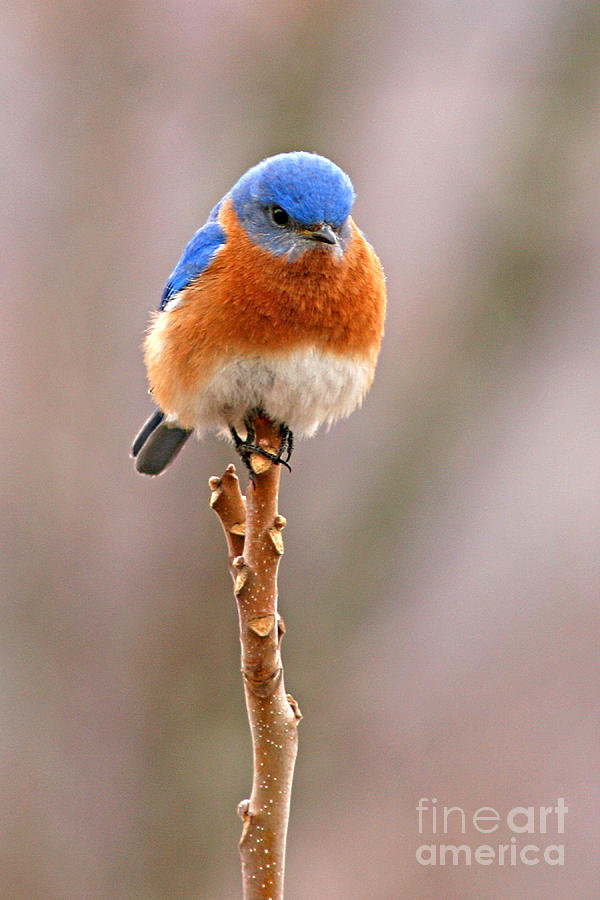 Bluebird Photograph - Eastern Bluebird Treetop Perch by Max Allen