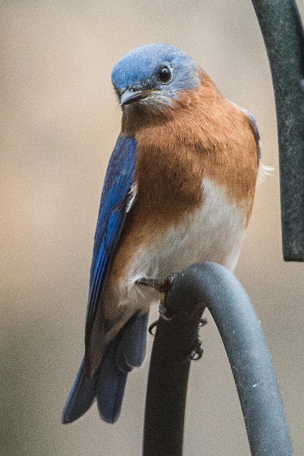 Eastern Bluebird Photograph by Walt Sterneman