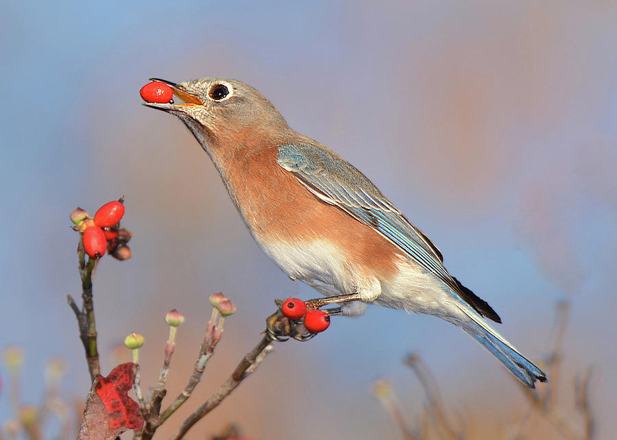 Eastern Bluebird with Berry Photograph by Alan Lenk