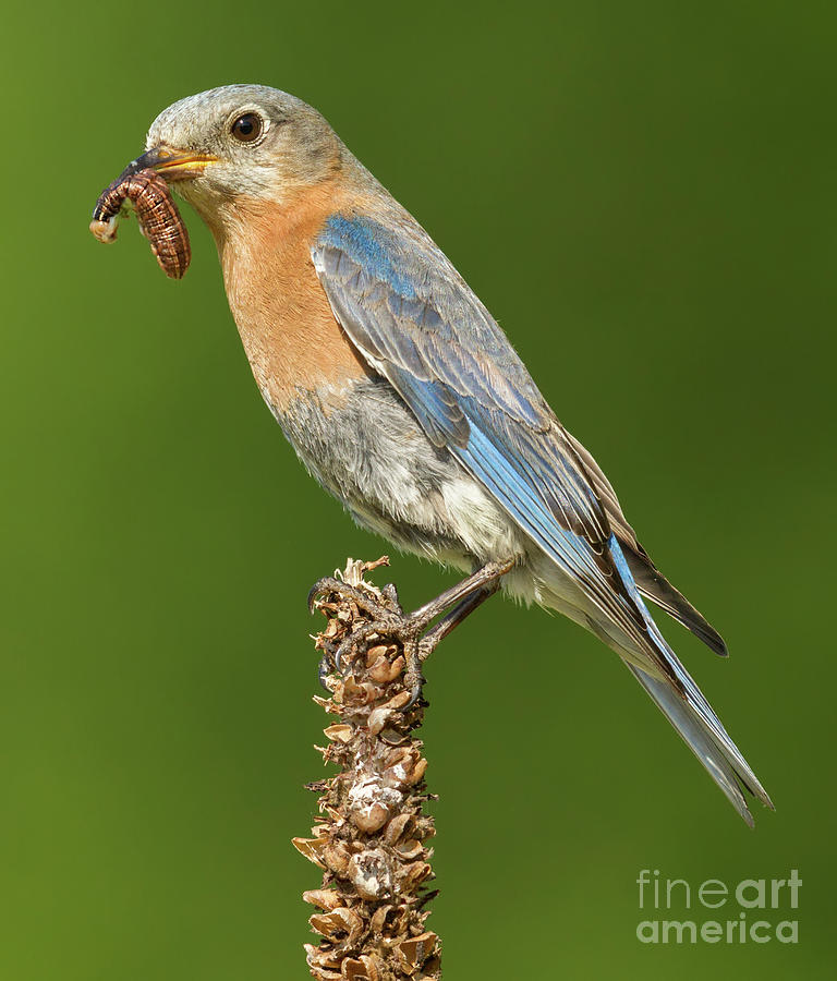 Eastern Bluebird with Larvae Photograph by Jerry Fornarotto