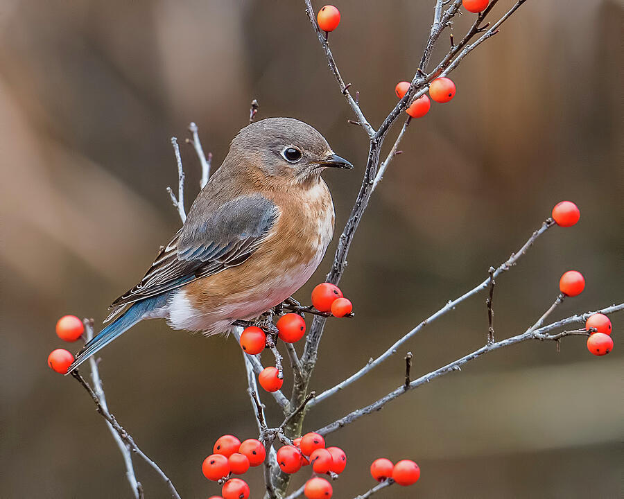 Eastern Bluebird with Red Berries Photograph by Morris Finkelstein | Pixels