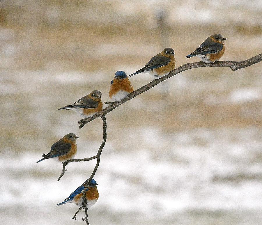 Eastern Bluebirds Photograph by Judy Genovese