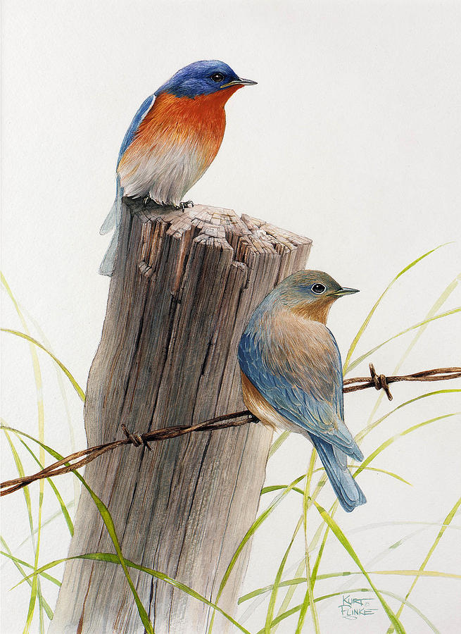 Bluebird Painting - Eastern Bluebirds by Kurt Plinke